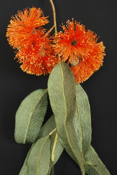Eucalyptus miniata2